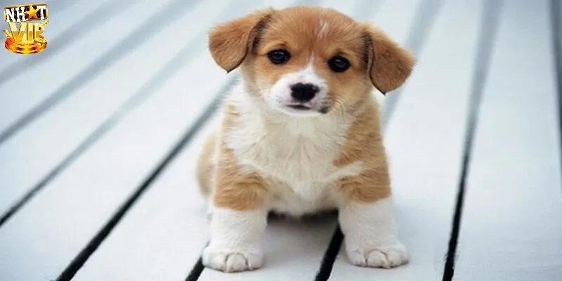 Mơ Thấy Chó Đánh Con Gì Chuẩn, Ứng Với Điềm Lành Hay Dữ? Mơ Thấy Chó Đánh Con Gì Chuẩn, Ứng Với Điềm Lành Hay Dữ?