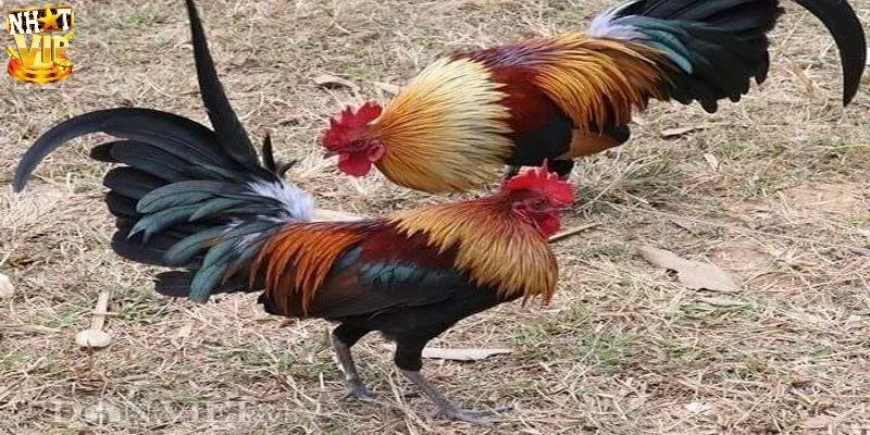 Mơ Thấy Gà Là Điềm Báo Gì Và Nên Đánh Số Nào Để Trúng Lớn? Mơ Thấy Gà Là Điềm Báo Gì Và Nên Đánh Số Nào Để Trúng Lớn?