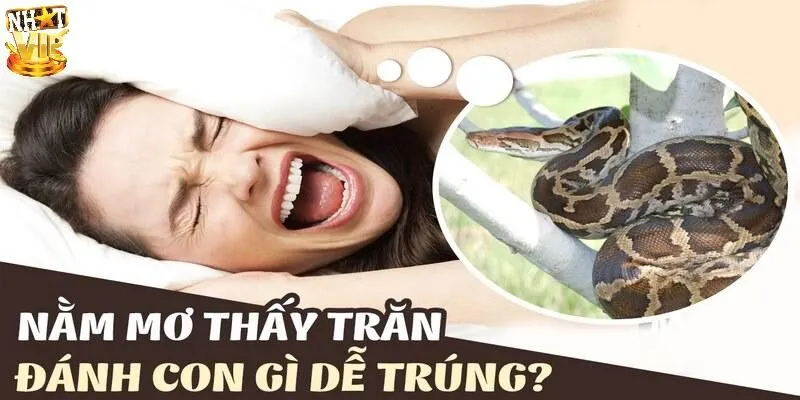 Mơ Thấy Trăn - Giải Mã Điềm Báo Tương Lai Và Con Số May Mắn Mơ Thấy Trăn - Giải Mã Điềm Báo Tương Lai Và Con Số May Mắn