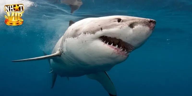 Mơ Thấy Cá Mập - Luận Giải Điềm Báo Cùng Chuyên Gia Nhatvip Mơ Thấy Cá Mập - Luận Giải Điềm Báo Cùng Chuyên Gia Nhatvip