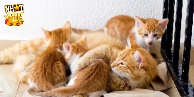 Mơ Thấy Mèo - Điềm Báo Và Con Số Liên Quan Được Báo Trước Mơ Thấy Mèo - Điềm Báo Và Con Số Liên Quan Được Báo Trước