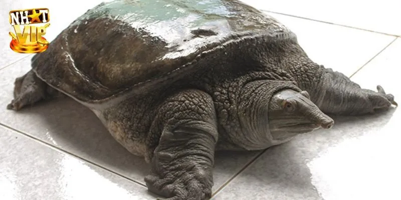 Mơ Thấy Ba Ba Là Điềm Báo Gì? Bắt Con Số Tài Lộc Trong Lô Đề Mơ Thấy Ba Ba Là Điềm Báo Gì? Bắt Con Số Tài Lộc Trong Lô Đề