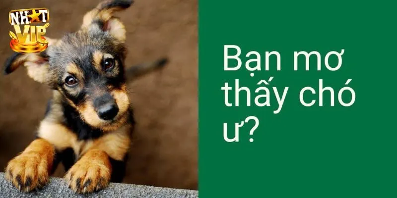 Mơ Thấy 3 Con Chó - Giải Mã Điềm Báo Cùng Con Số May Mắn Mơ Thấy 3 Con Chó - Giải Mã Điềm Báo Cùng Con Số May Mắn