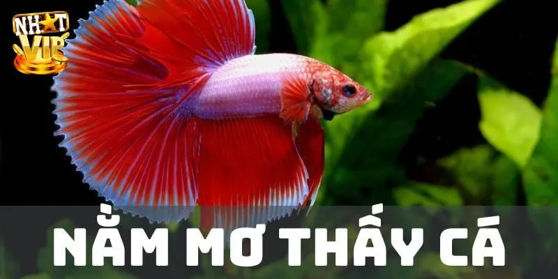 Mơ Thấy Cá - Giải Mã Giấc Mộng Cùng Con Số Lô Đề May Mắn Mơ Thấy Cá - Giải Mã Giấc Mộng Cùng Con Số Lô Đề May Mắn